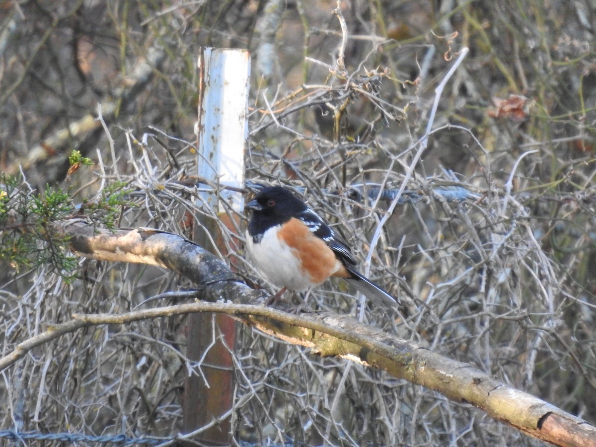 Spotted Towhee - ML297765691