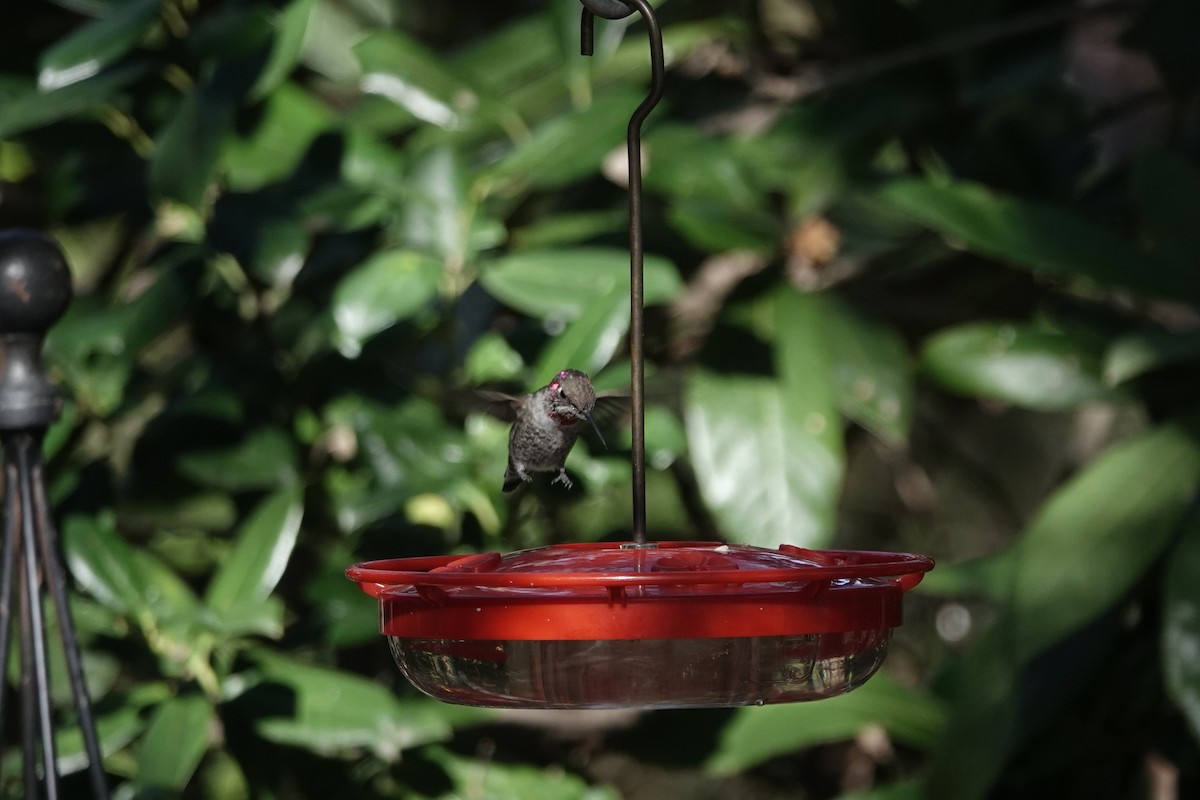 Anna's Hummingbird - ML297768531
