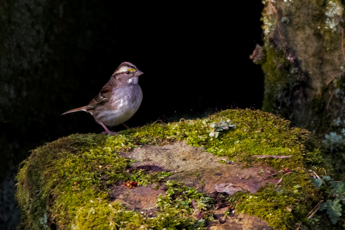 White-throated Sparrow - ML297771271