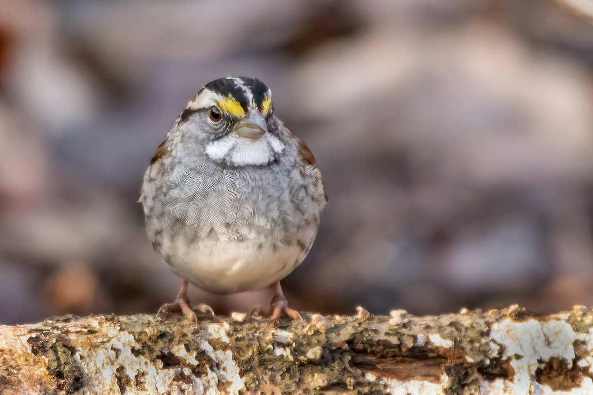 White-throated Sparrow - ML297771281