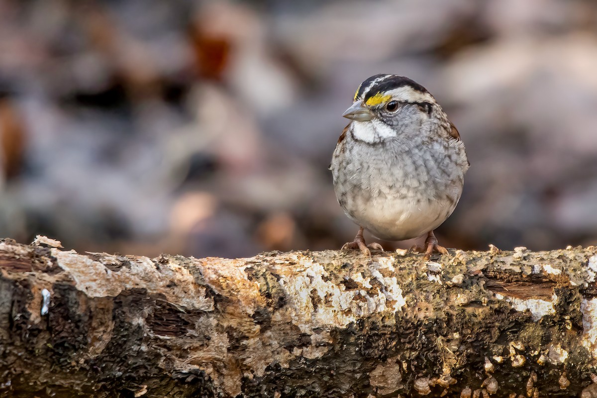 White-throated Sparrow - ML297771301