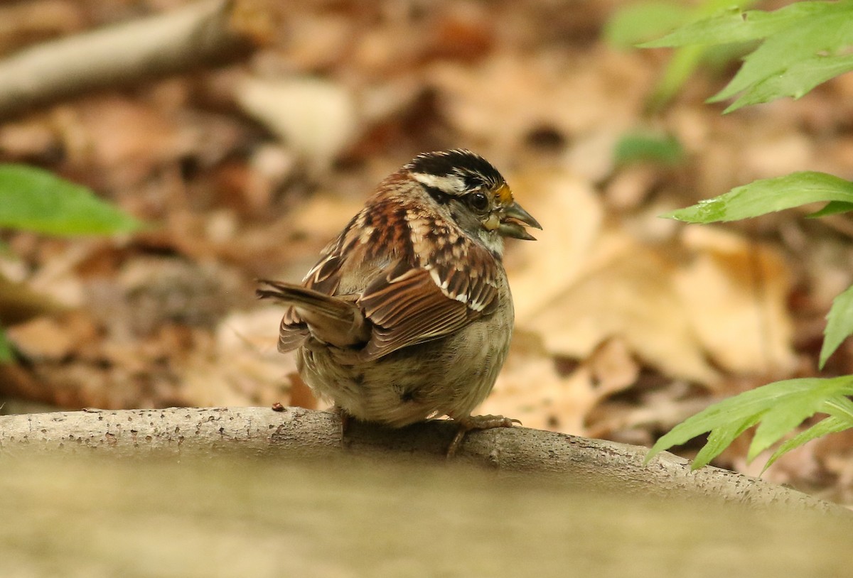 White-throated Sparrow - Christopher Takacs