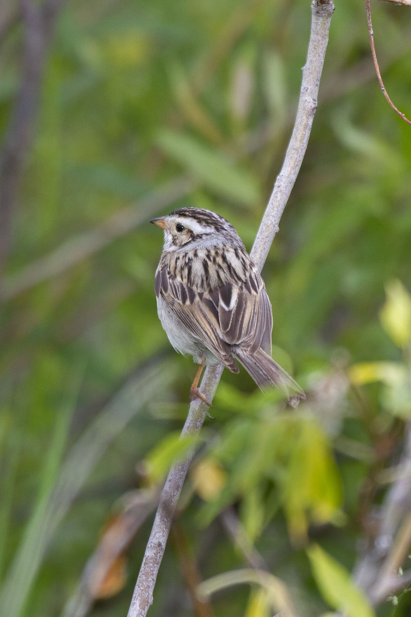 Clay-colored Sparrow - ML297776271