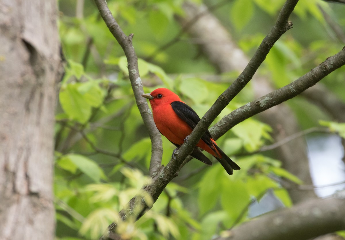 Scarlet Tanager - ML297784341