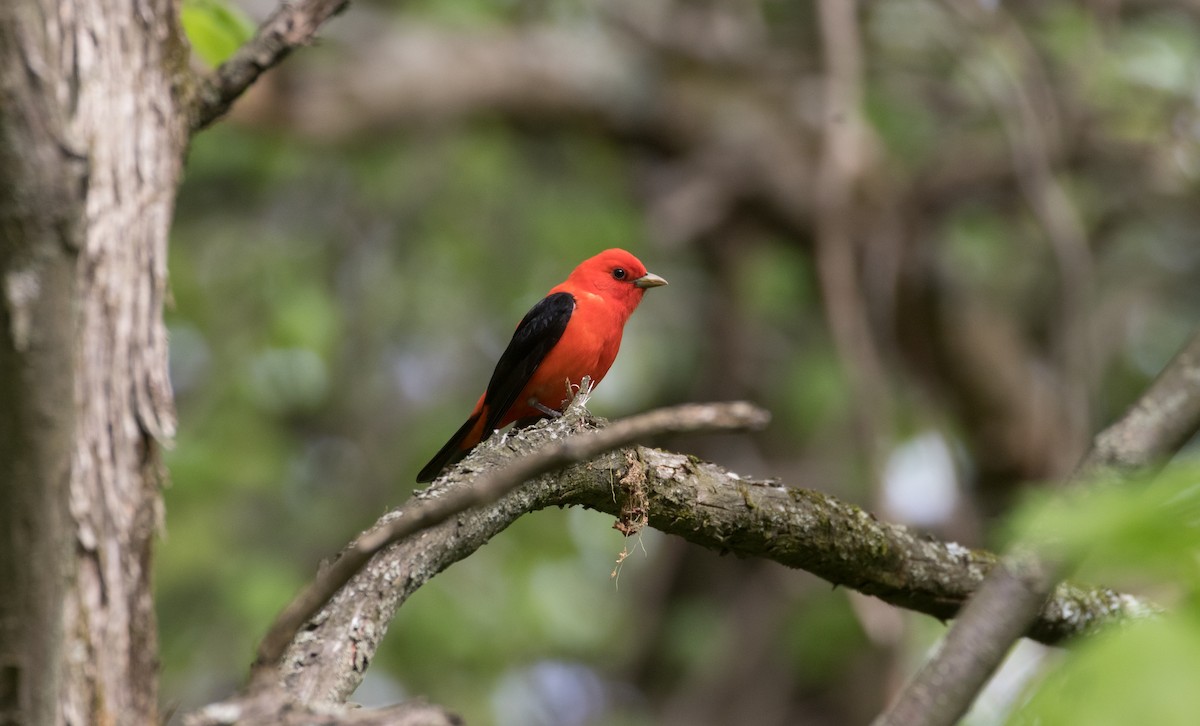 Scarlet Tanager - ML297784361