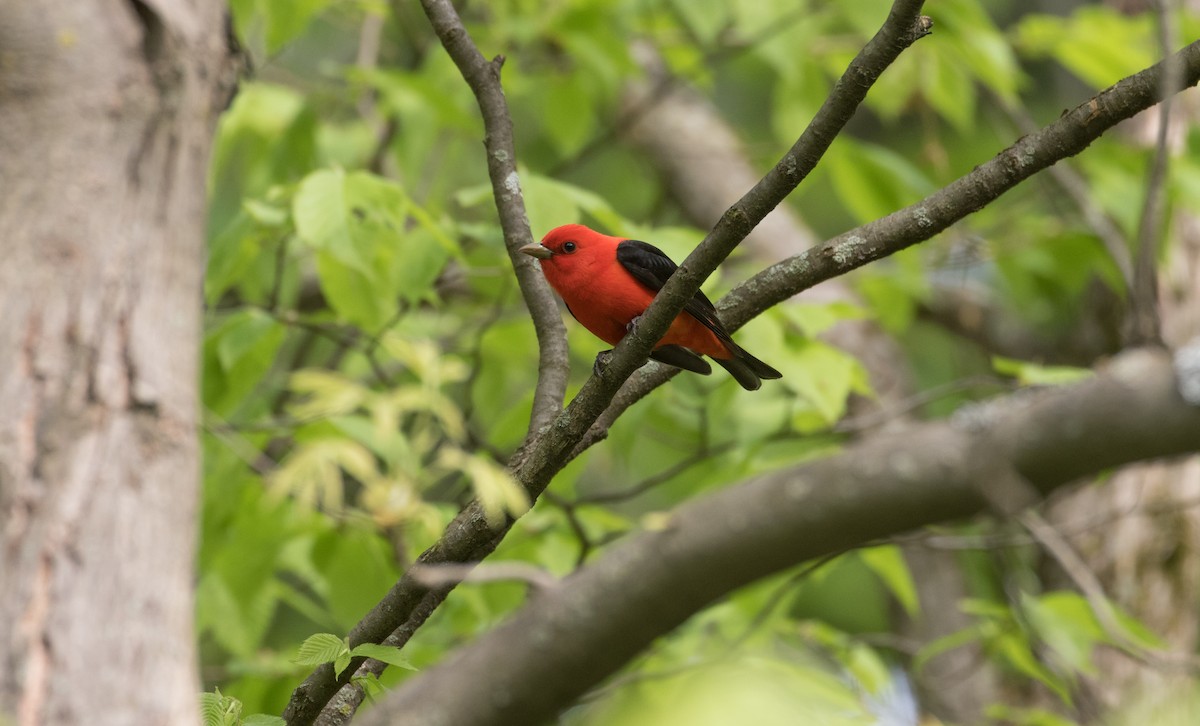 Scarlet Tanager - ML297784371