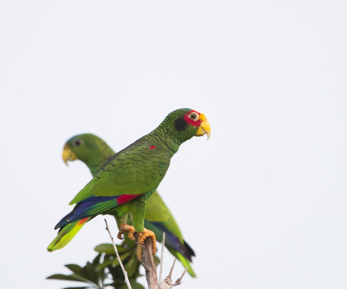 Yellow-lored Parrot - ML297784421