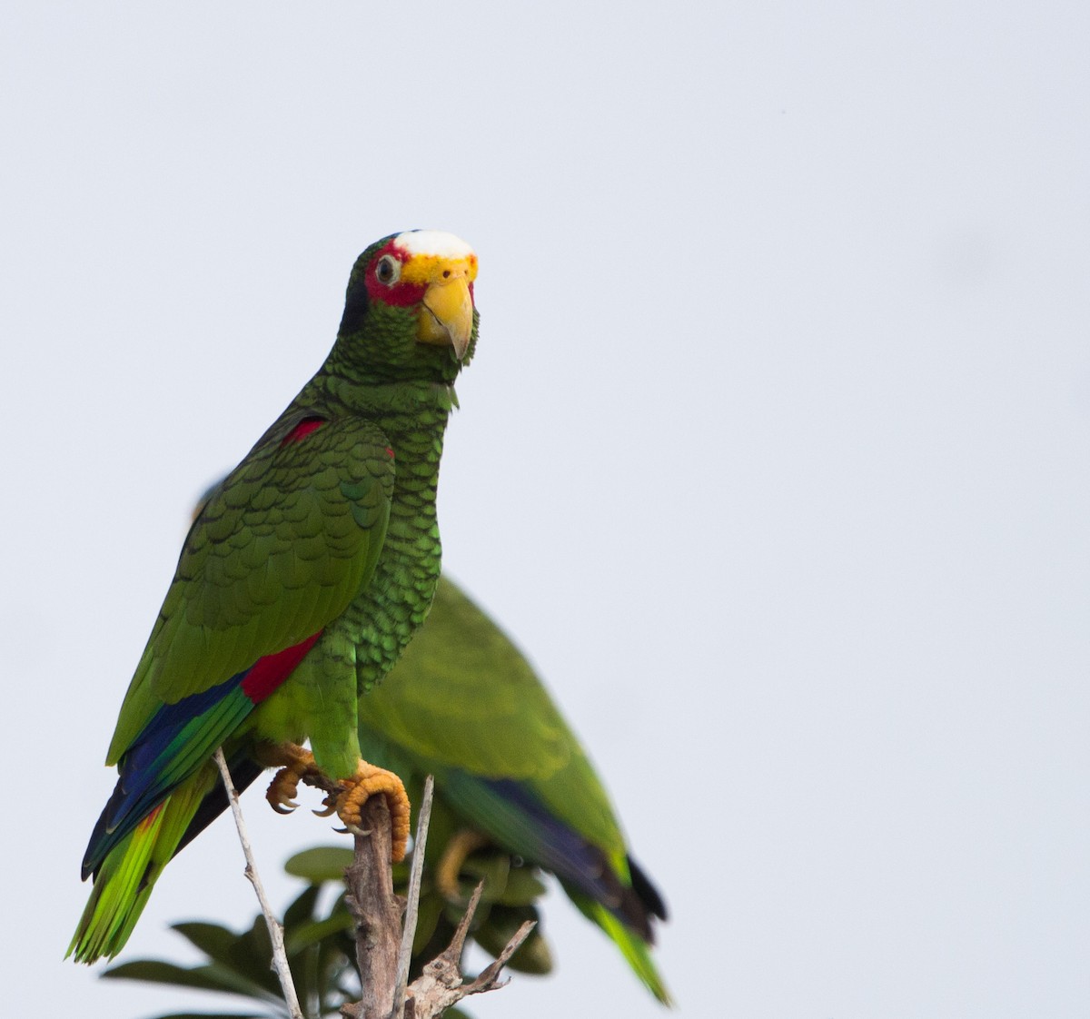 Yellow-lored Parrot - Victor Gamez
