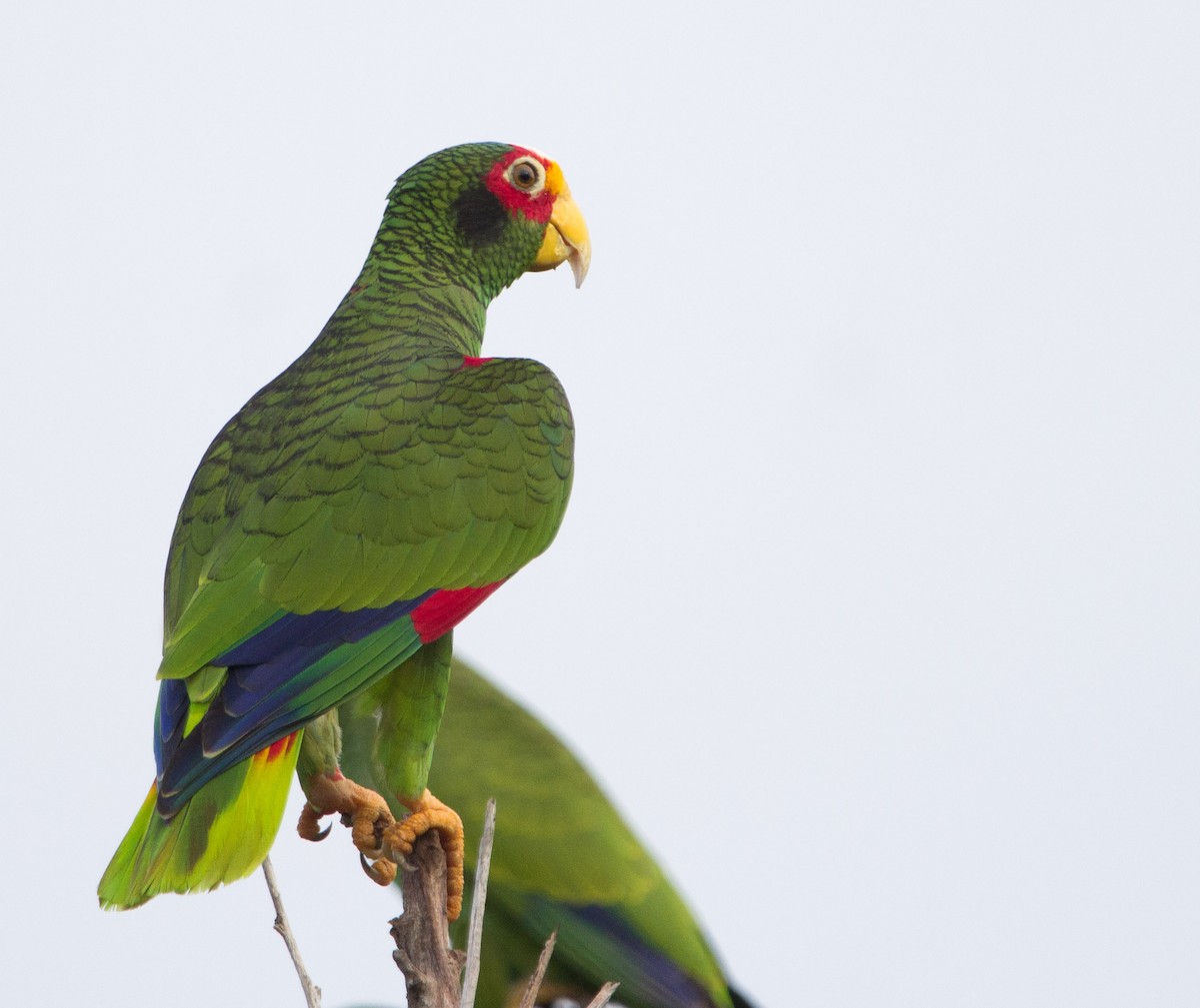 Yellow-lored Parrot - ML297784451