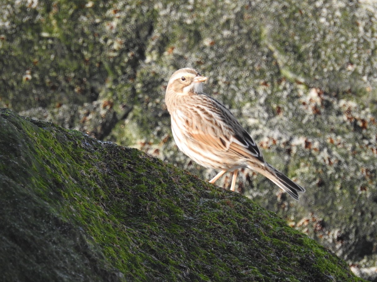 Savannah Sparrow - ML297786041