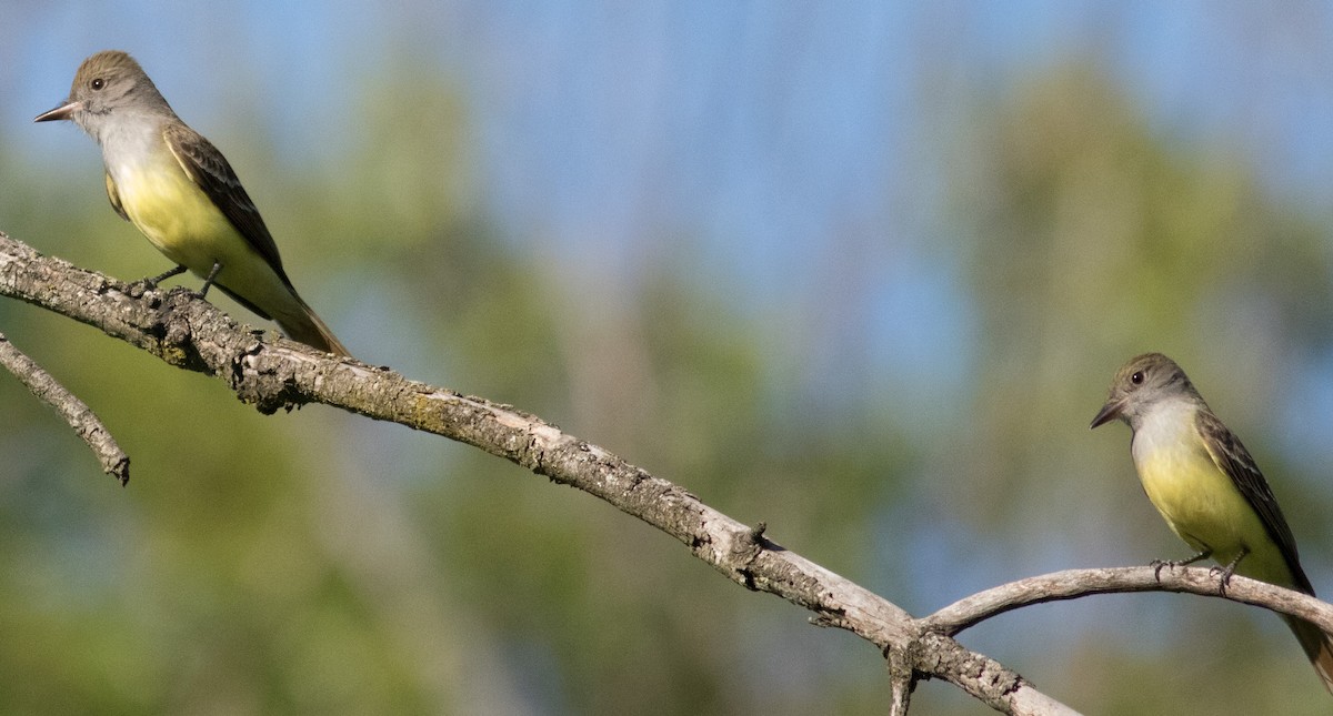 Great Crested Flycatcher - ML29778681
