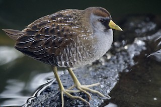 Sora