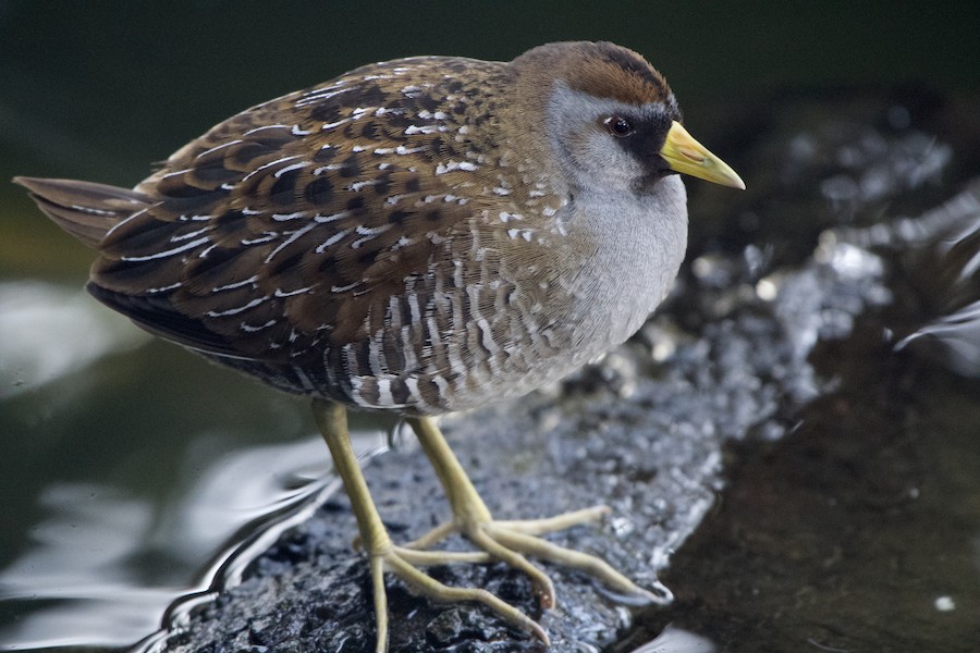 Sora