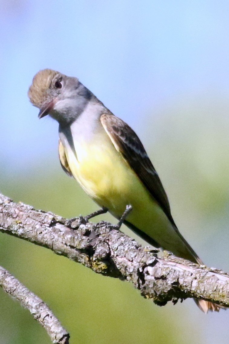 Great Crested Flycatcher - ML29778711