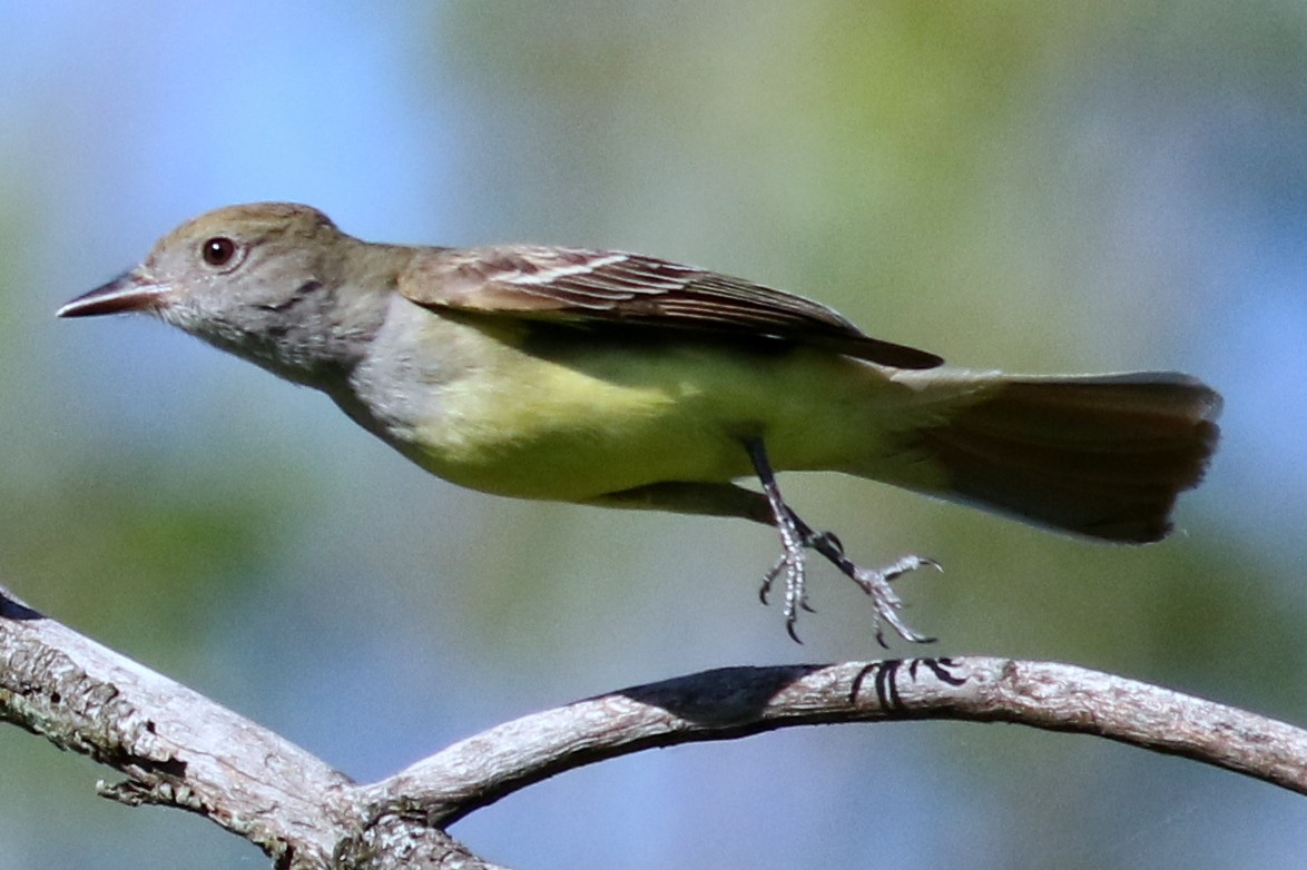 Great Crested Flycatcher - ML29778731