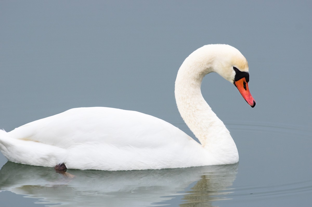Mute Swan - Old Bird