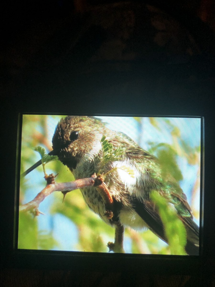 Anna's Hummingbird - ML297790631