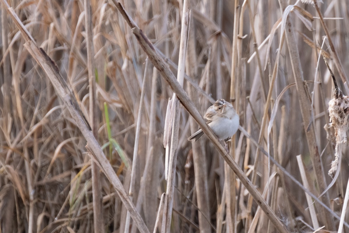 Clay-colored Sparrow - ML297791381
