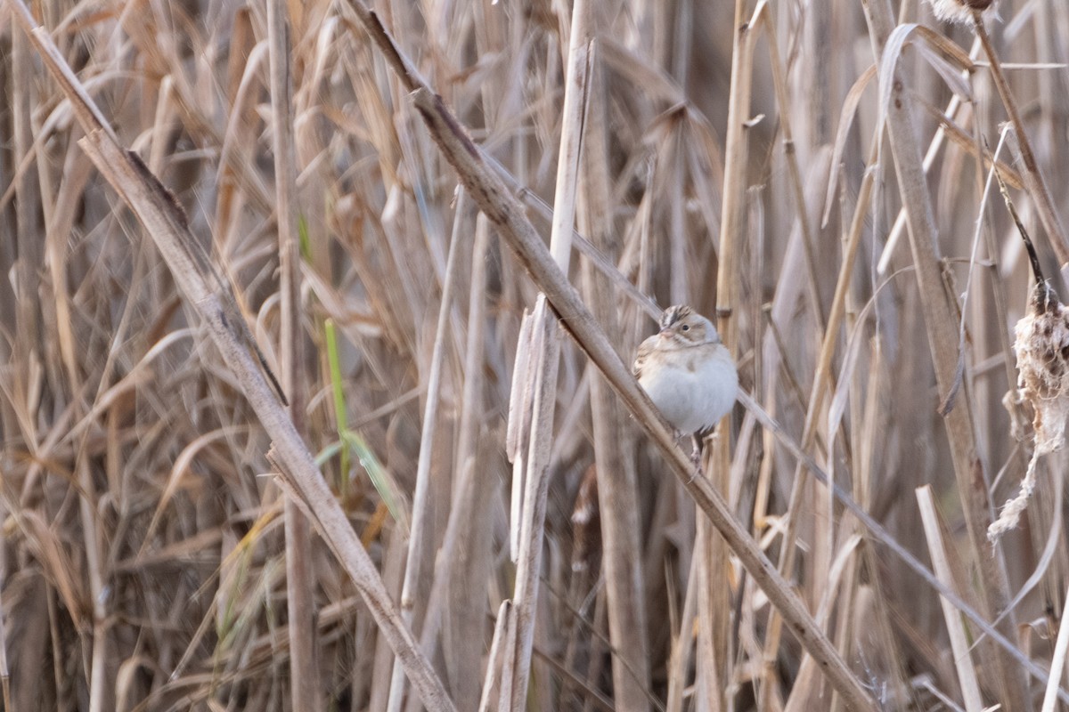Clay-colored Sparrow - ML297791391