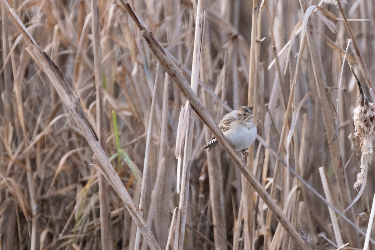 Clay-colored Sparrow - ML297791401