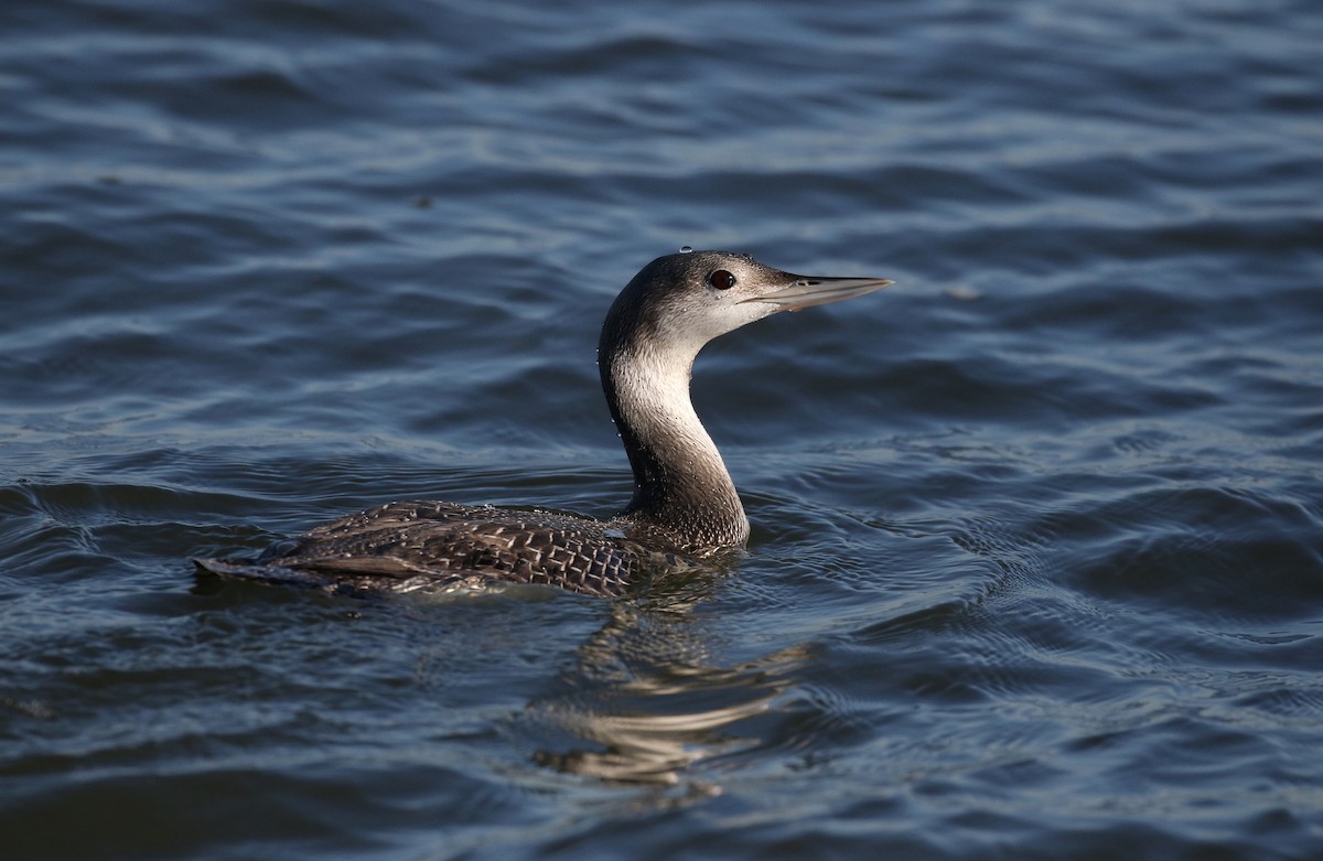 Red-throated Loon - ML297791691