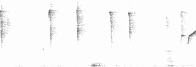 Тимелія-куцохвіст велика (підвид albiventer/pallidior) - ML297795881