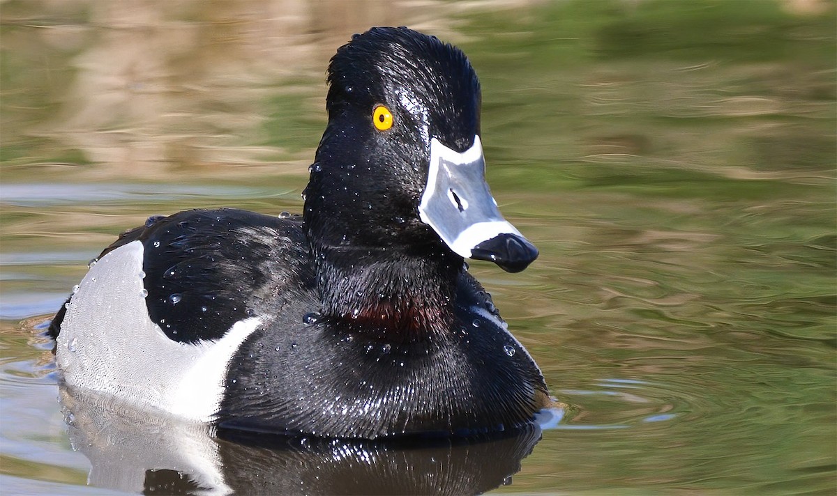 Ring-necked Duck - Mike Melton