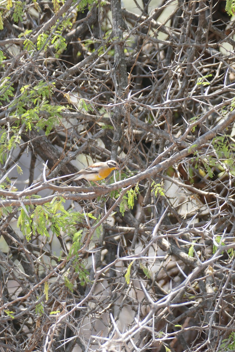 Golden-breasted Bunting - ML297804471
