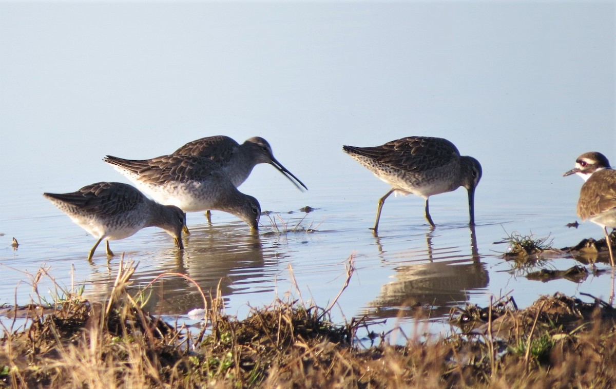 Long-billed Dowitcher - ML297812801