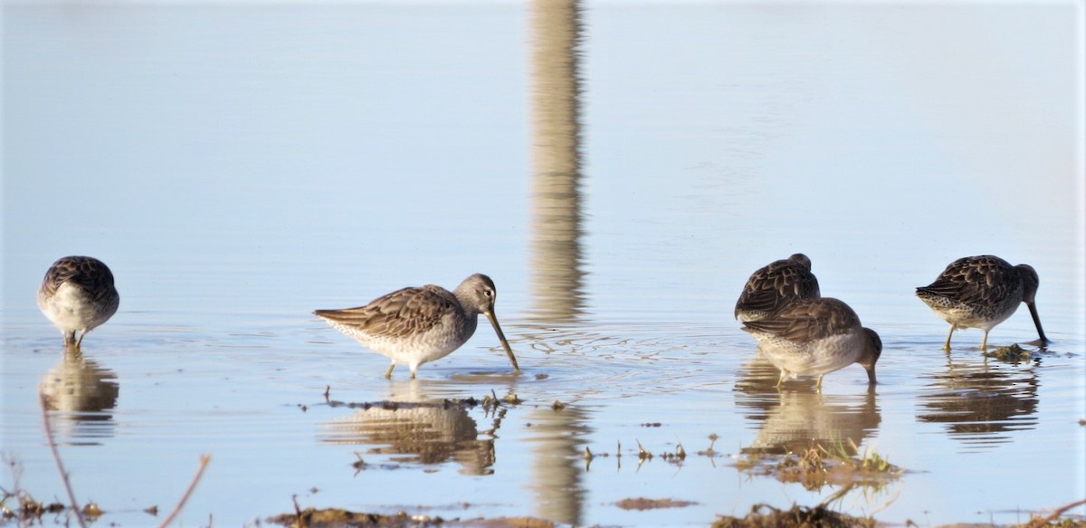 Long-billed Dowitcher - ML297812811
