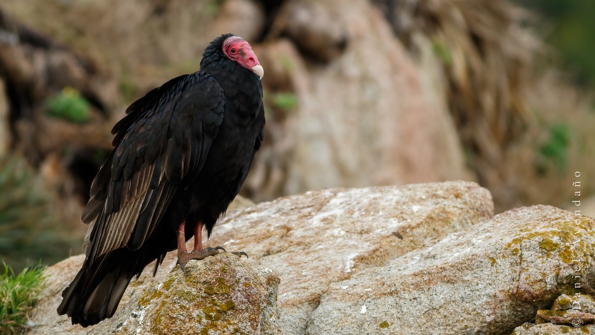 Turkey Vulture - Daniel Avendaño
