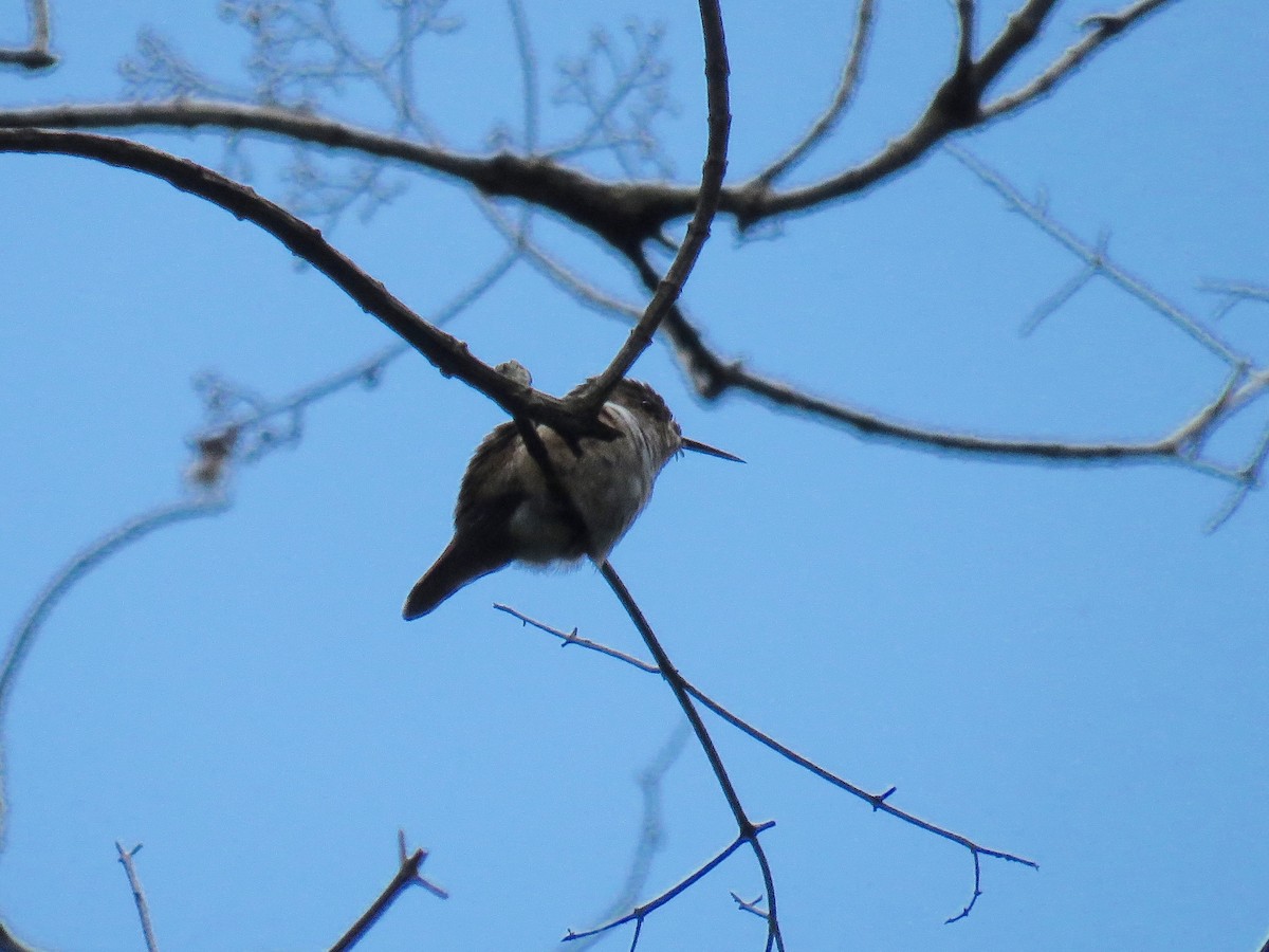 Scintillant Hummingbird - ML29781901