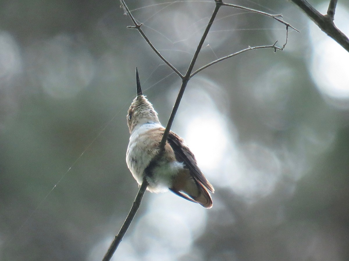 Scintillant Hummingbird - John van Dort