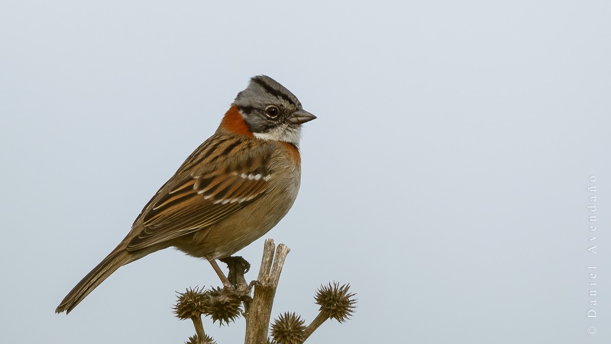 Rufous-collared Sparrow - Daniel Avendaño