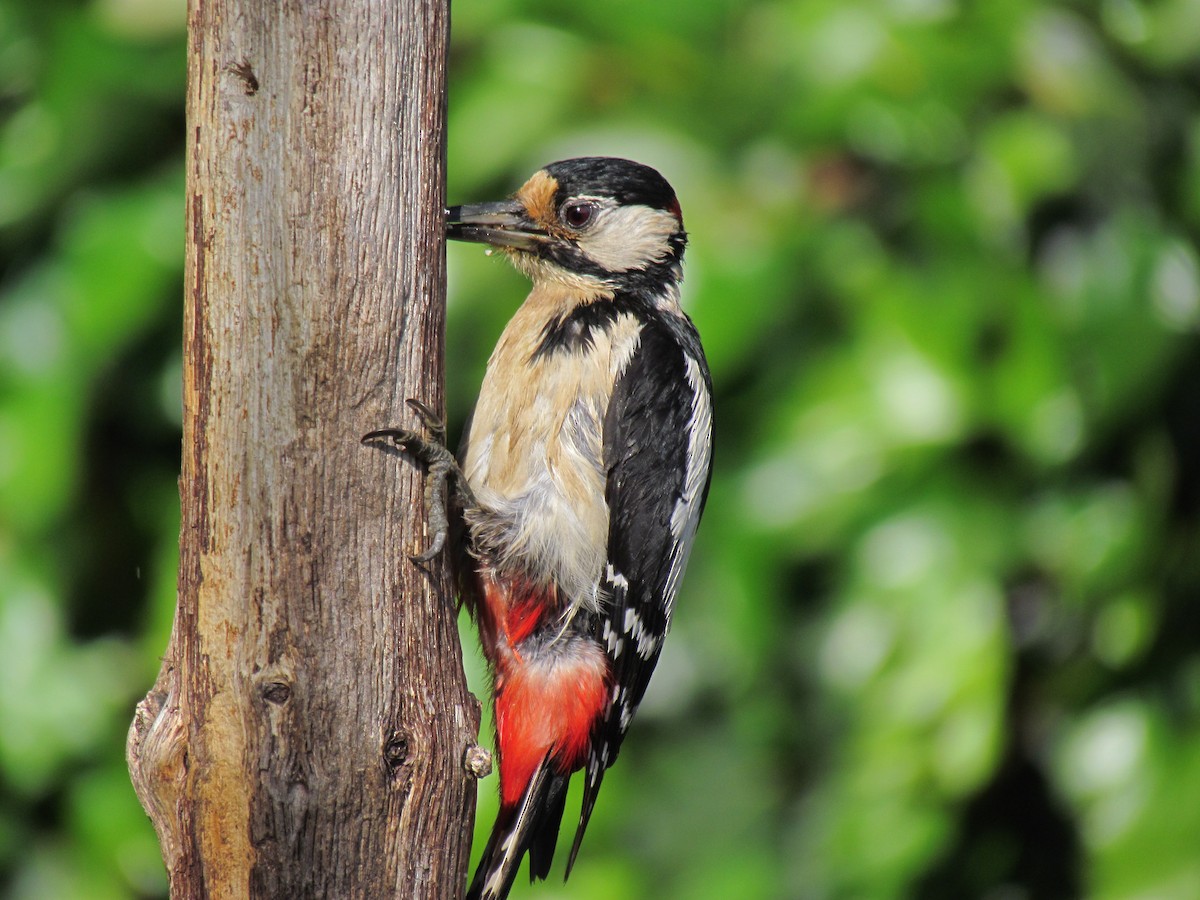 Great Spotted Woodpecker - ML29782501
