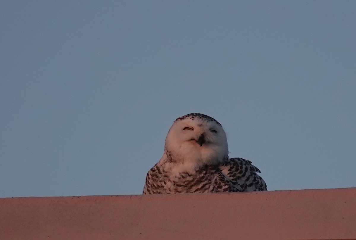 Snowy Owl - Barb Bassett