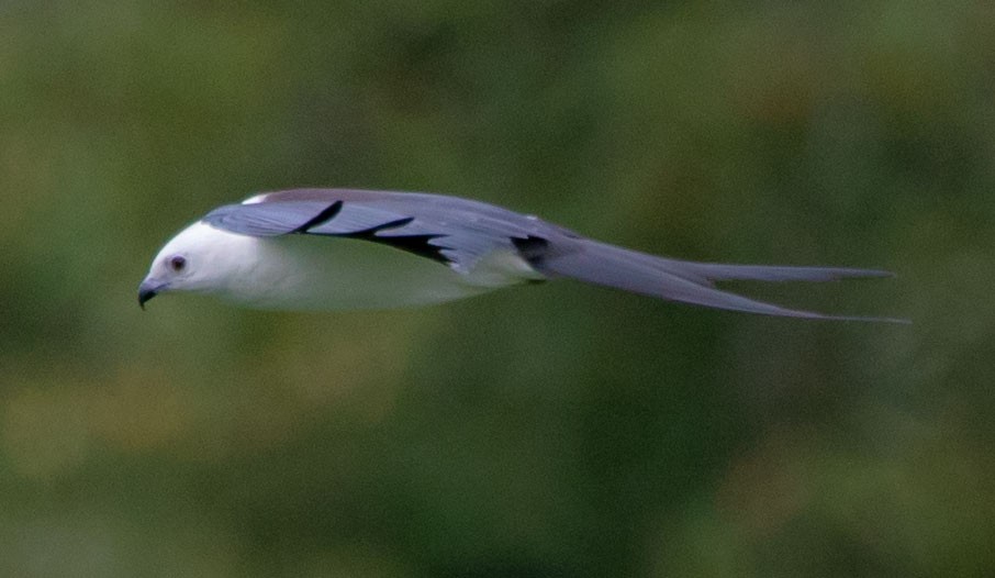 Swallow-tailed Kite - Daniel Hazard