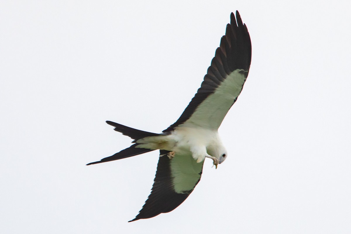 Swallow-tailed Kite - Daniel Hazard