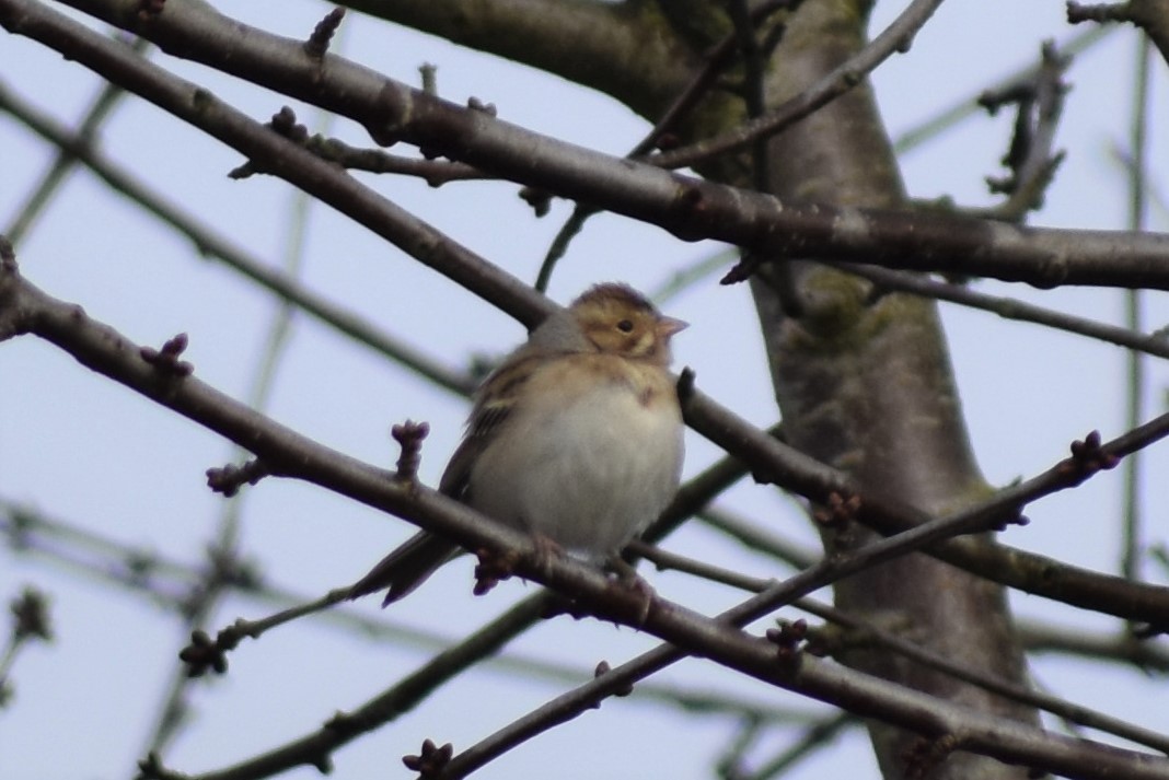 Clay-colored Sparrow - ML297830011