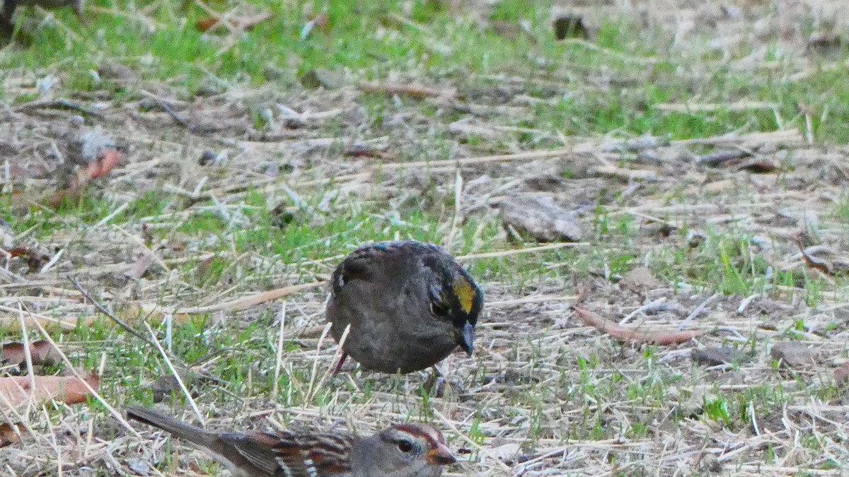 Golden-crowned Sparrow - ML297836061