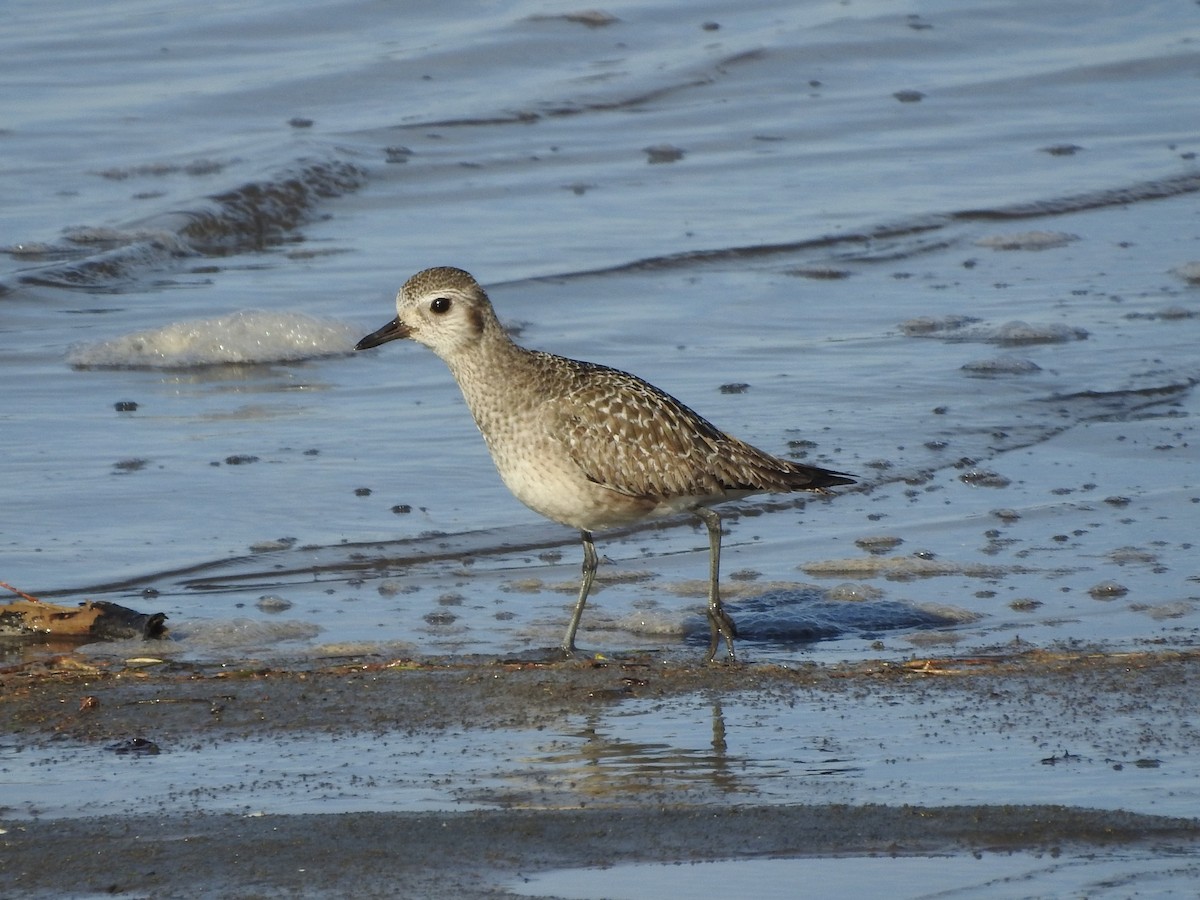 Black-bellied Plover - Timothy Leque