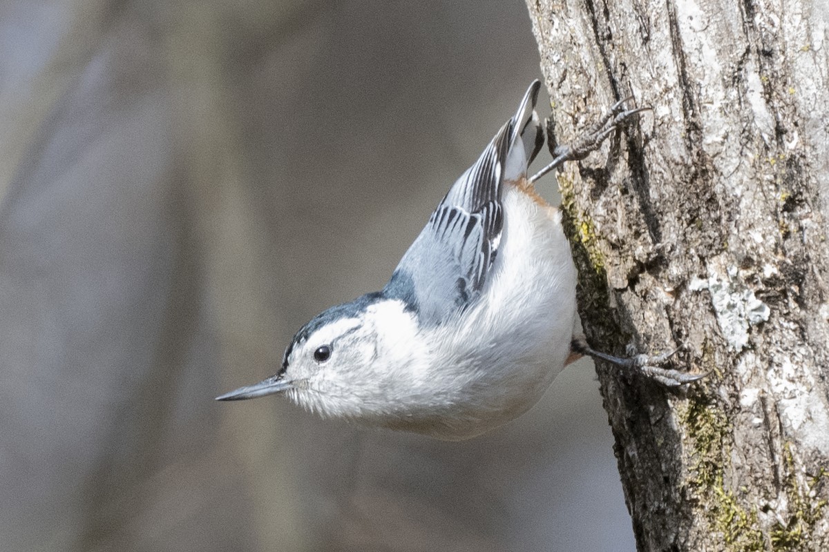 White-breasted Nuthatch - ML297839201