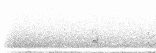 Snowy Plover - ML297840