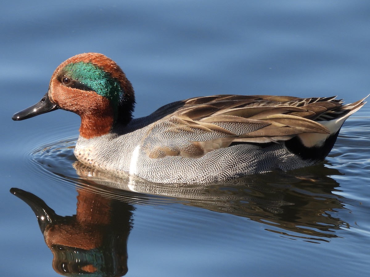 Green-winged Teal - ML297843431