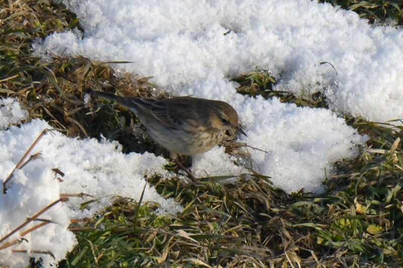Water Pipit - ML297843881