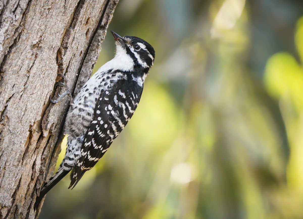 Nuttall's Woodpecker - Anonymous