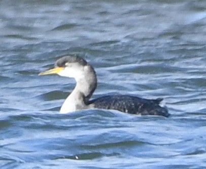 Red-necked Grebe - ML297850331