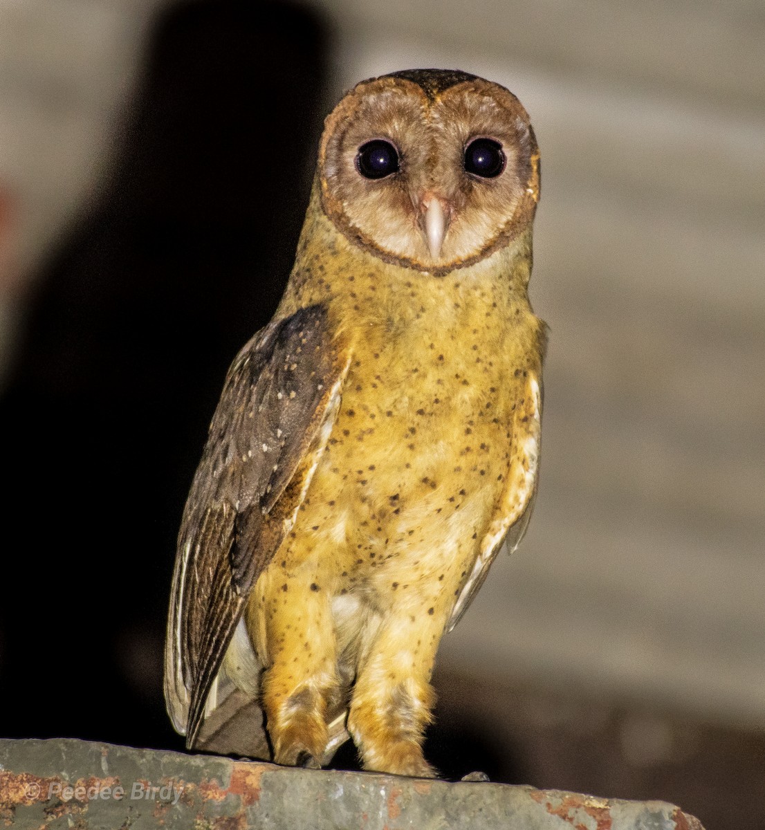 Andaman Masked-Owl - ML297851621