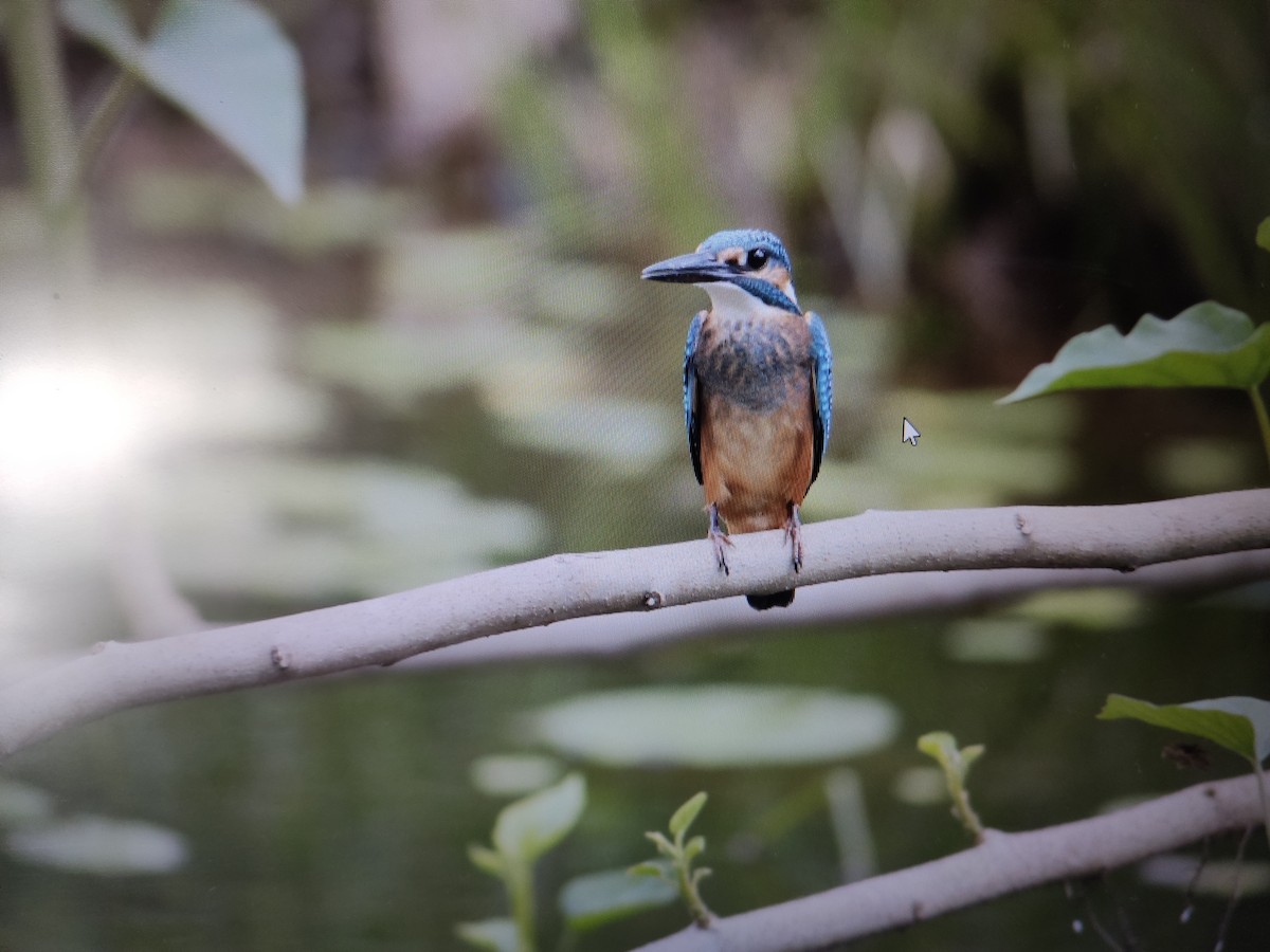 Common Kingfisher - Diptesh Goswami