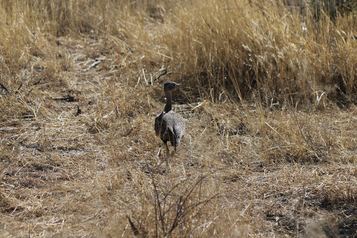 Red-crested Bustard - ML297860811